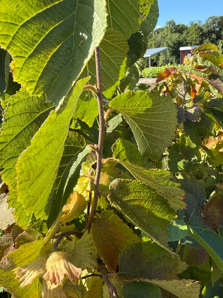 Corylus Americana