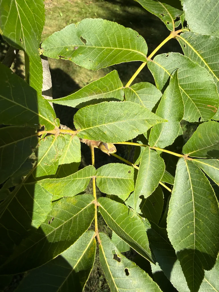 Carya Ovata