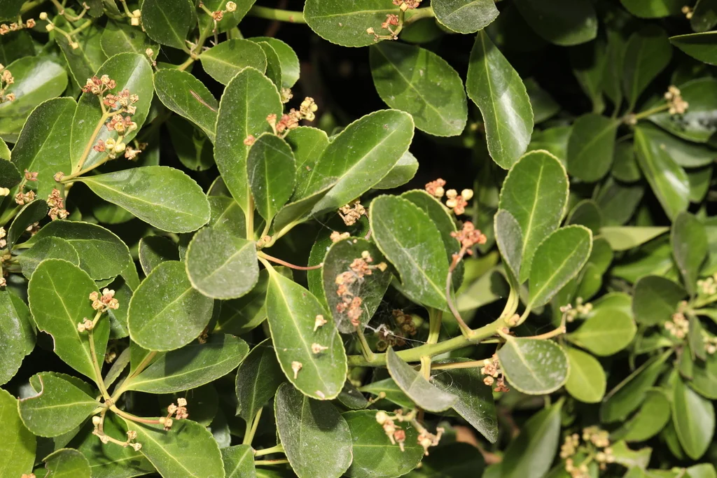 Euonymus Japonicus