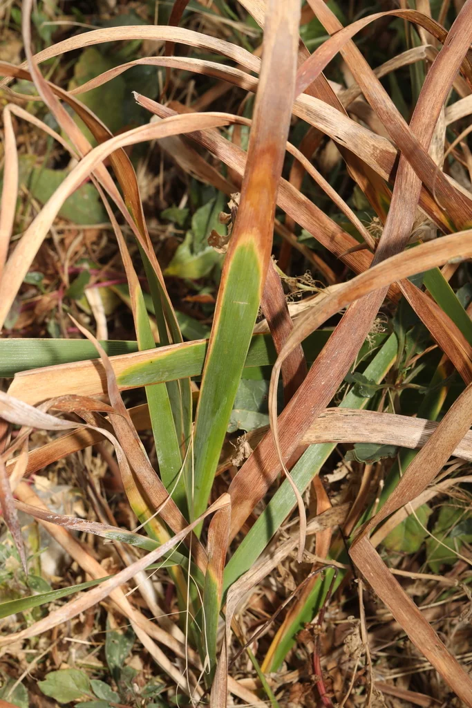 Iris Foetidissima