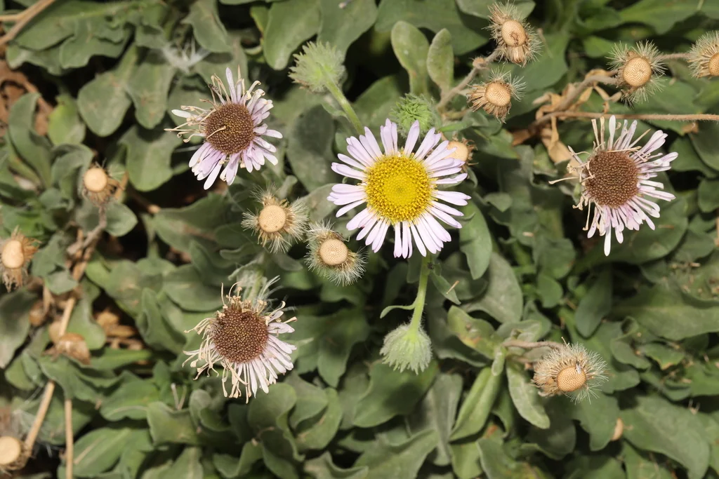Erigeron Glaucus