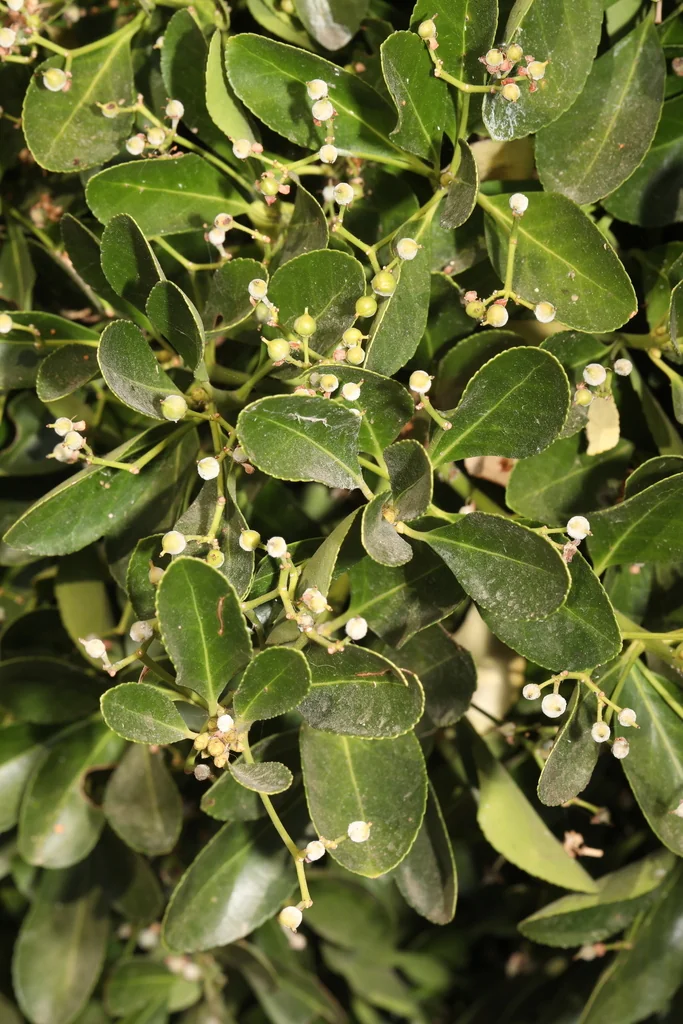 Euonymus Japonicus