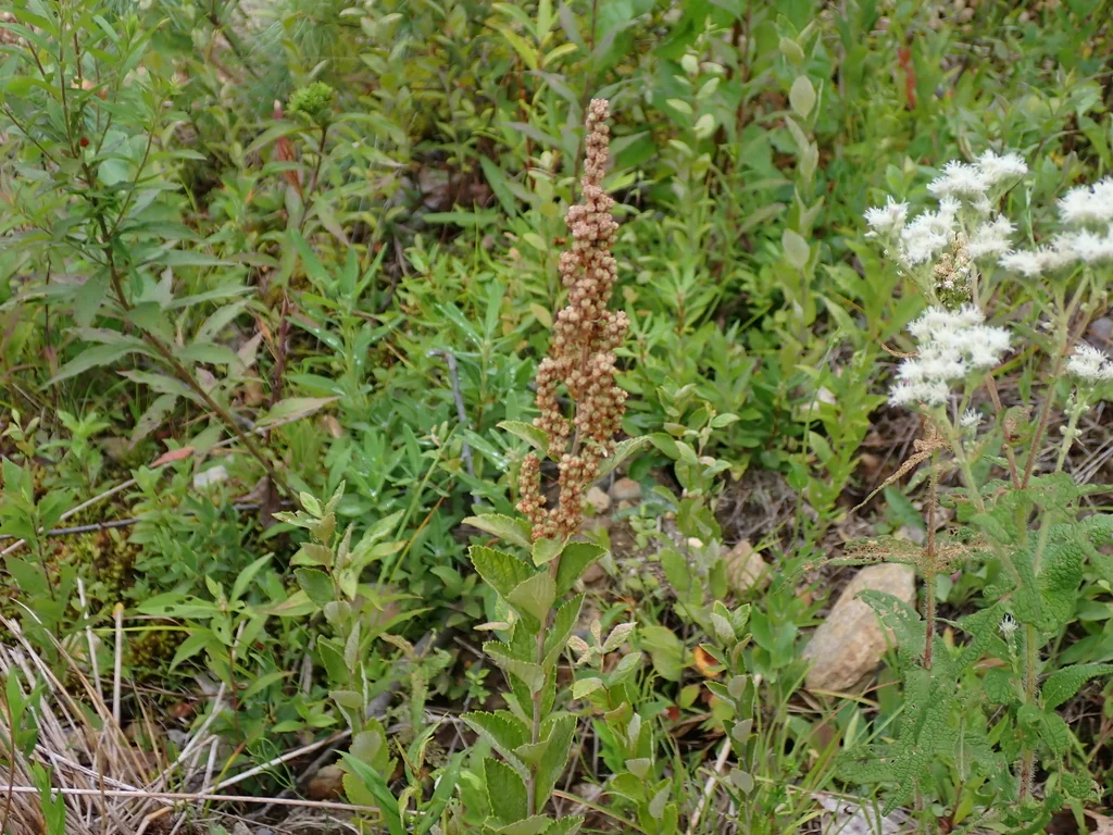 Spiraea Tomentosa