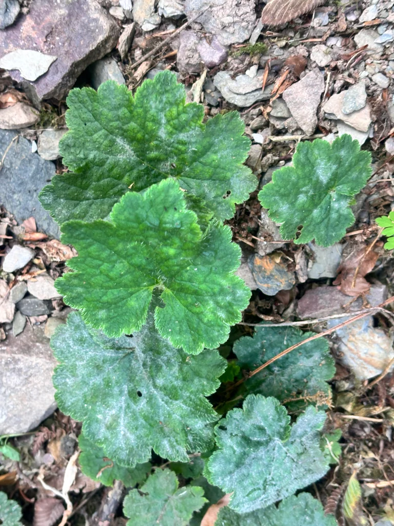 Tellima Grandiflora
