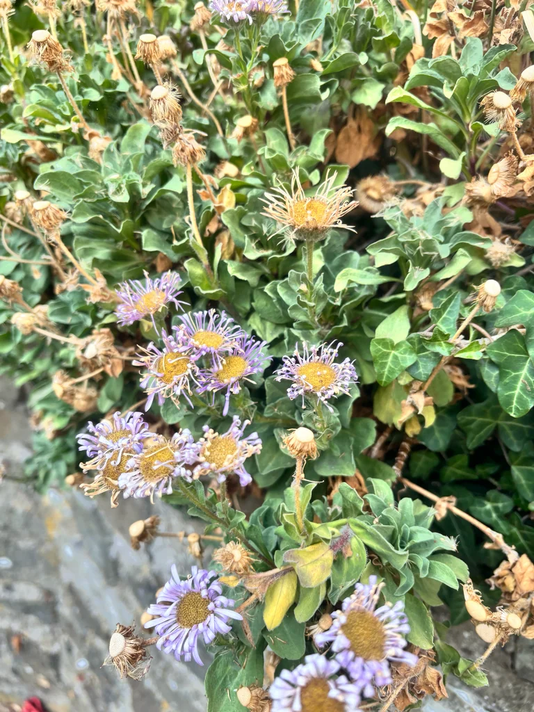 Erigeron Glaucus