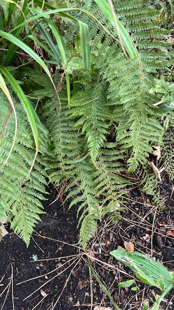 Polystichum Setiferum