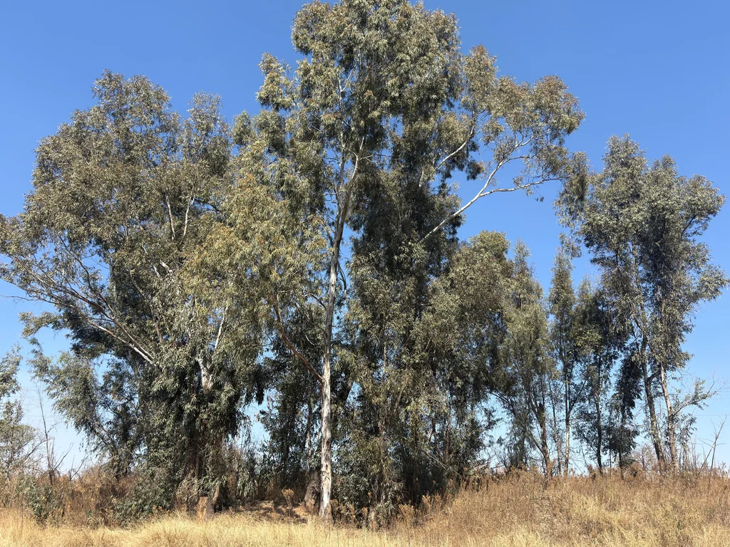 Eucalyptus Camaldulensis