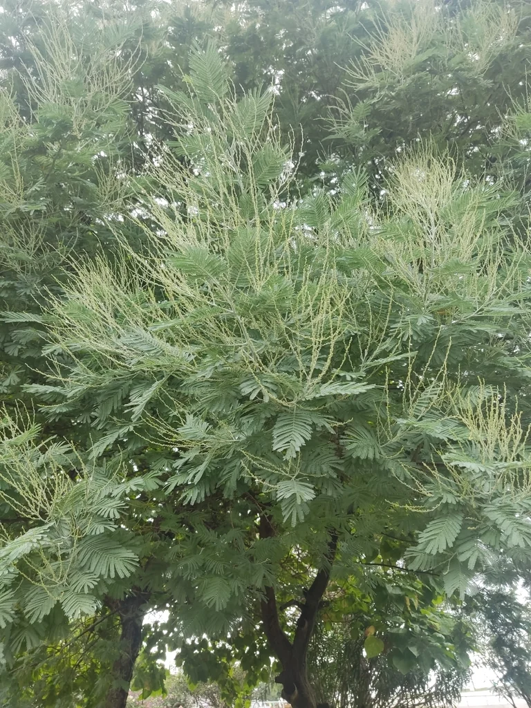Acacia Dealbata