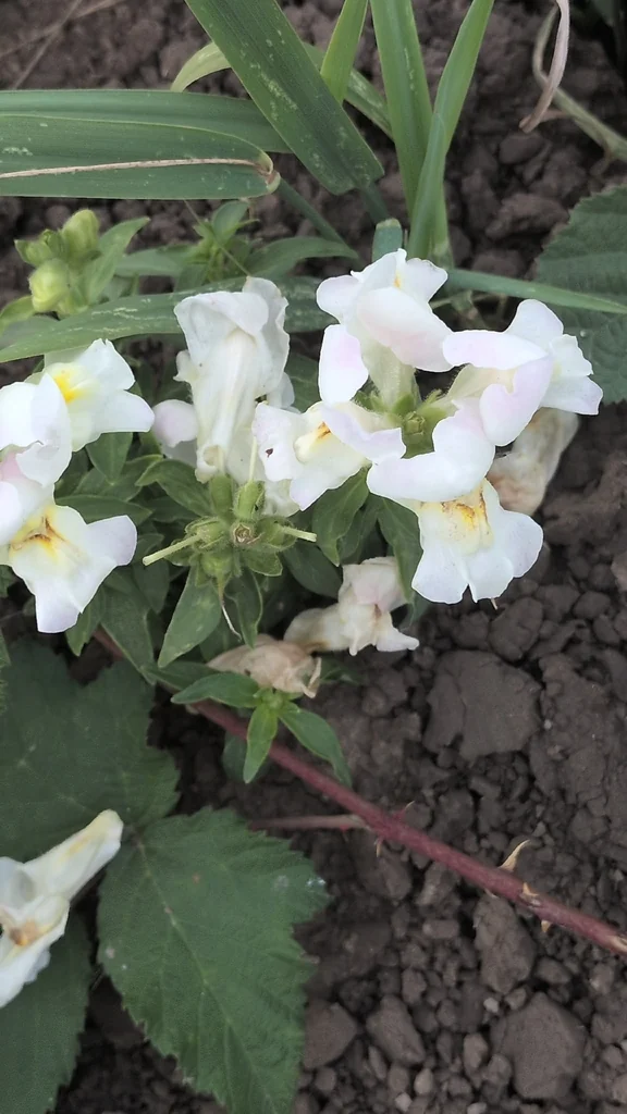 Antirrhinum Majus