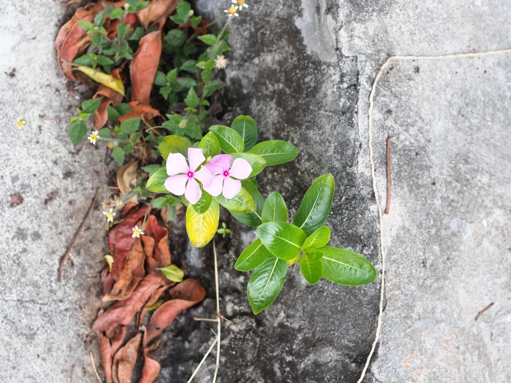 Catharanthus Roseus