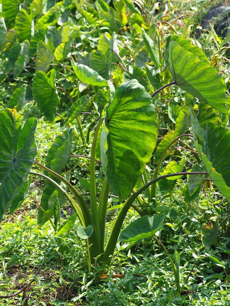 Colocasia esculenta