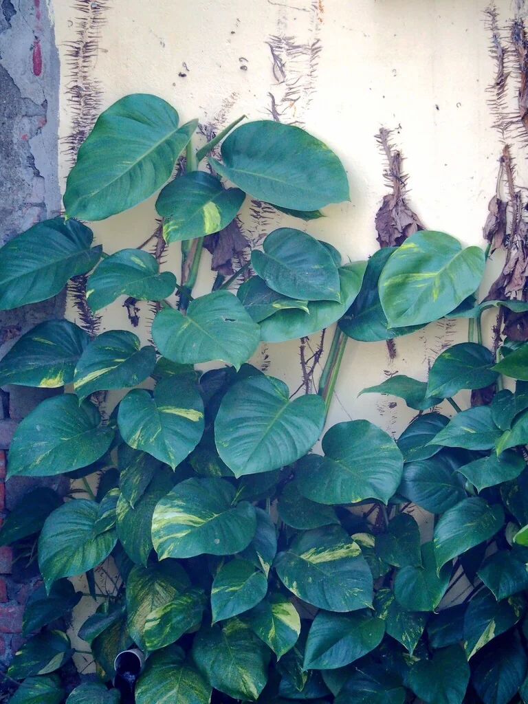 Epipremnum aureum