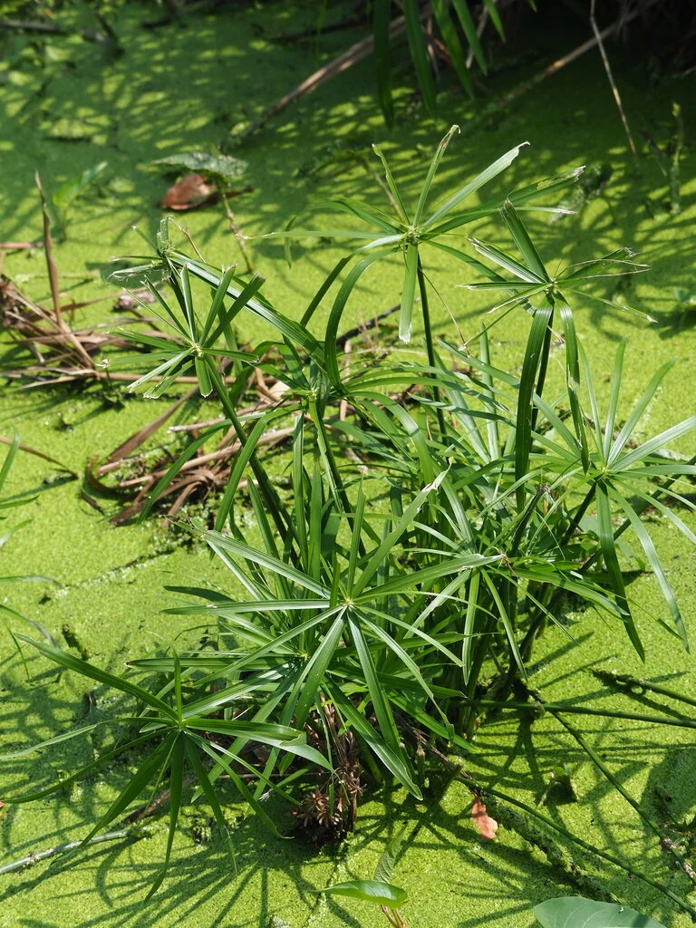 Cyperus involucratus