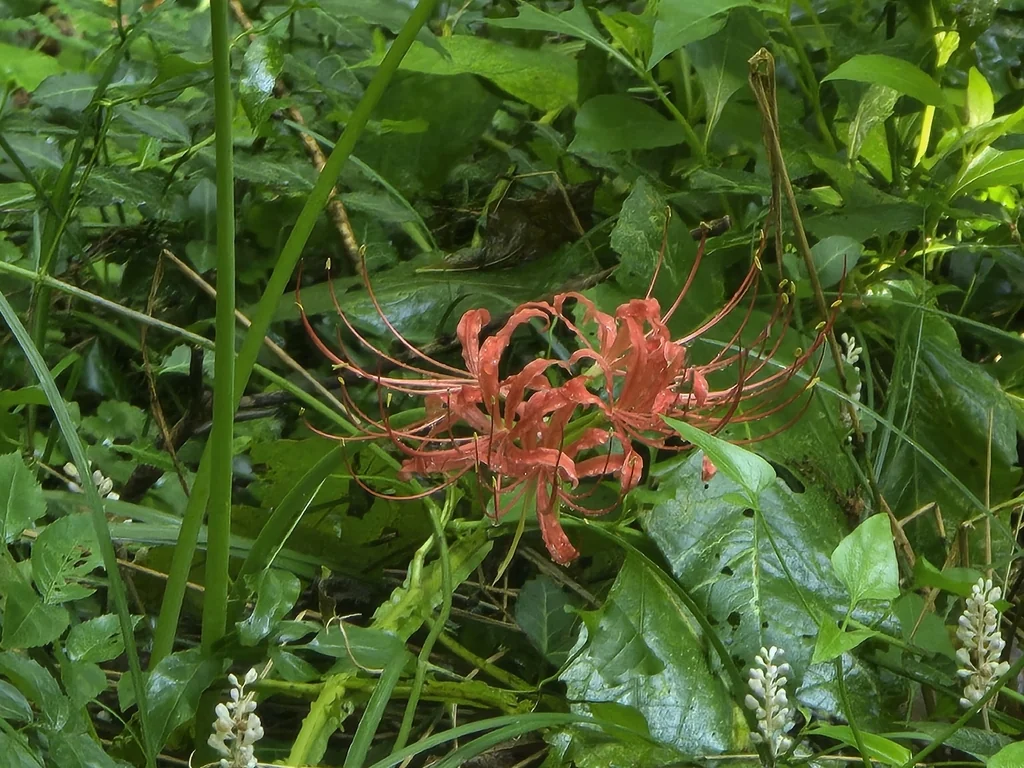 Lycoris Radiata