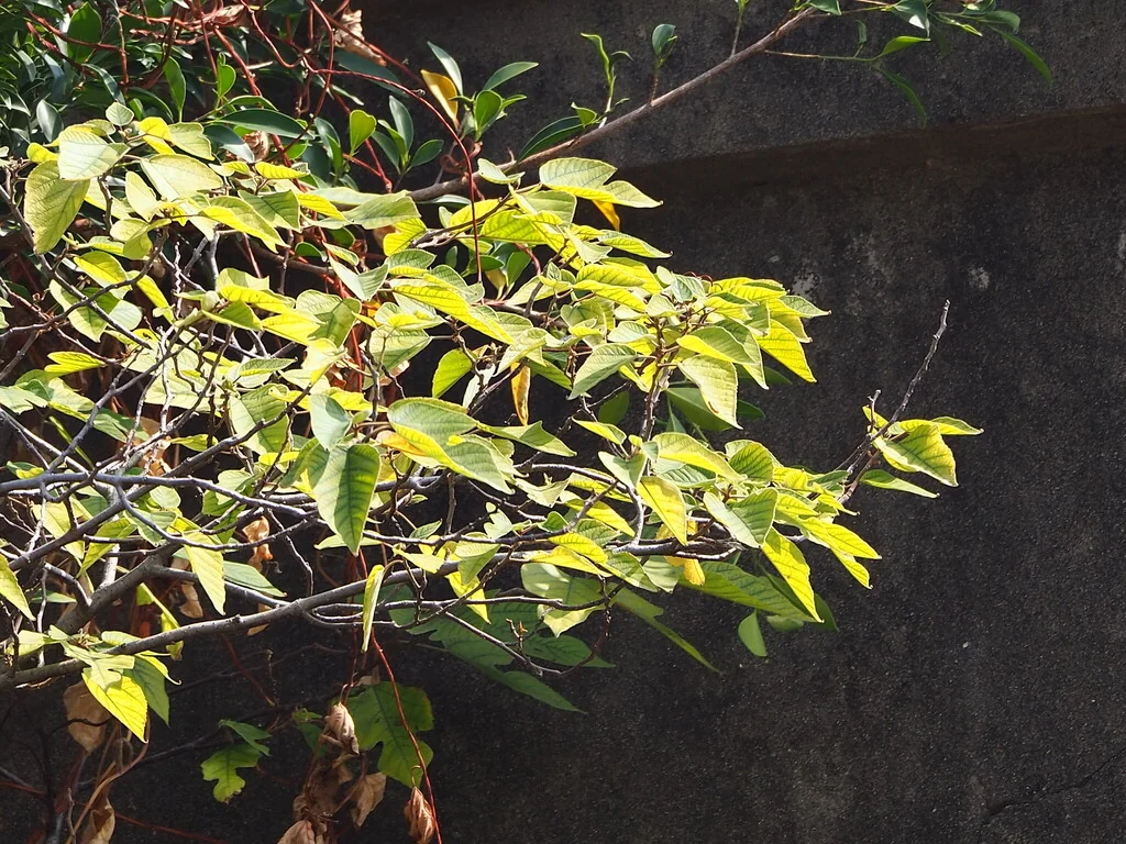 Broussonetia Papyrifera