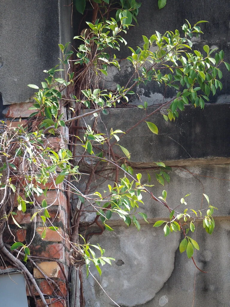 Ficus microcarpa