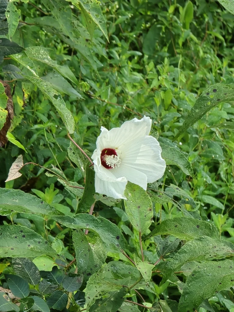 Hibiscus Moscheutos