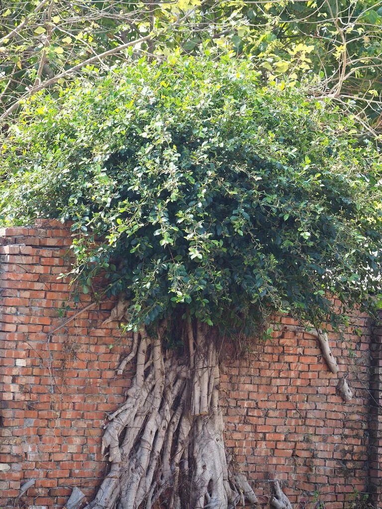 Ficus microcarpa