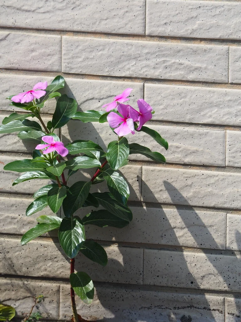 Catharanthus Roseus