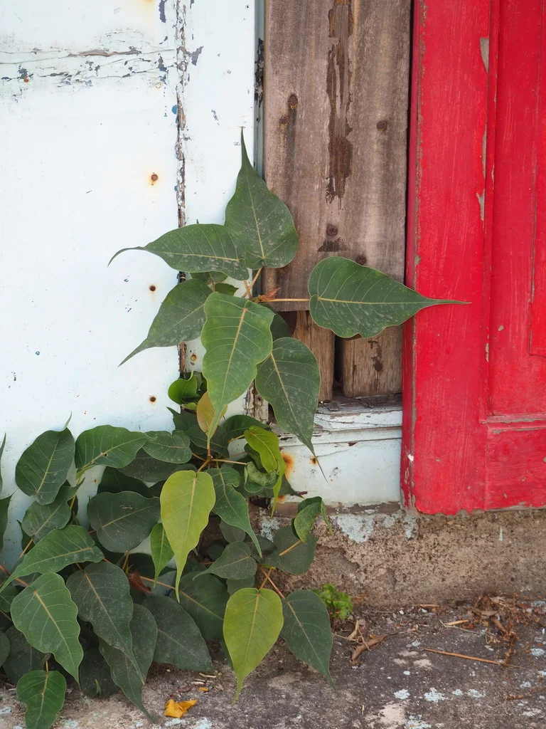 Ficus Religiosa