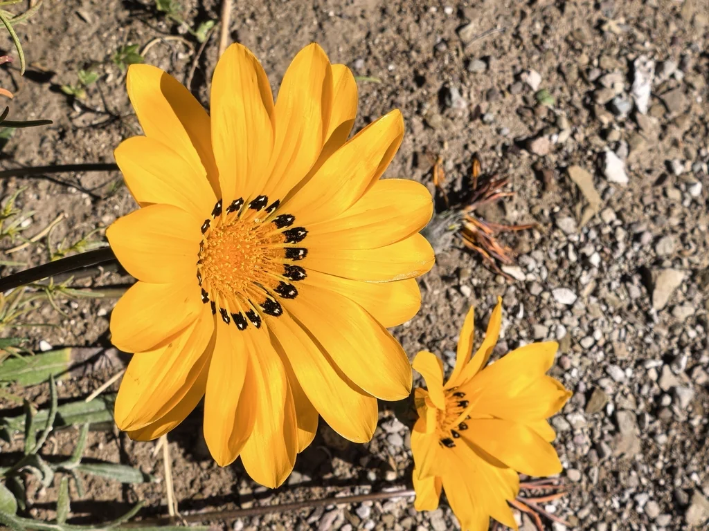 Gazania Krebsiana