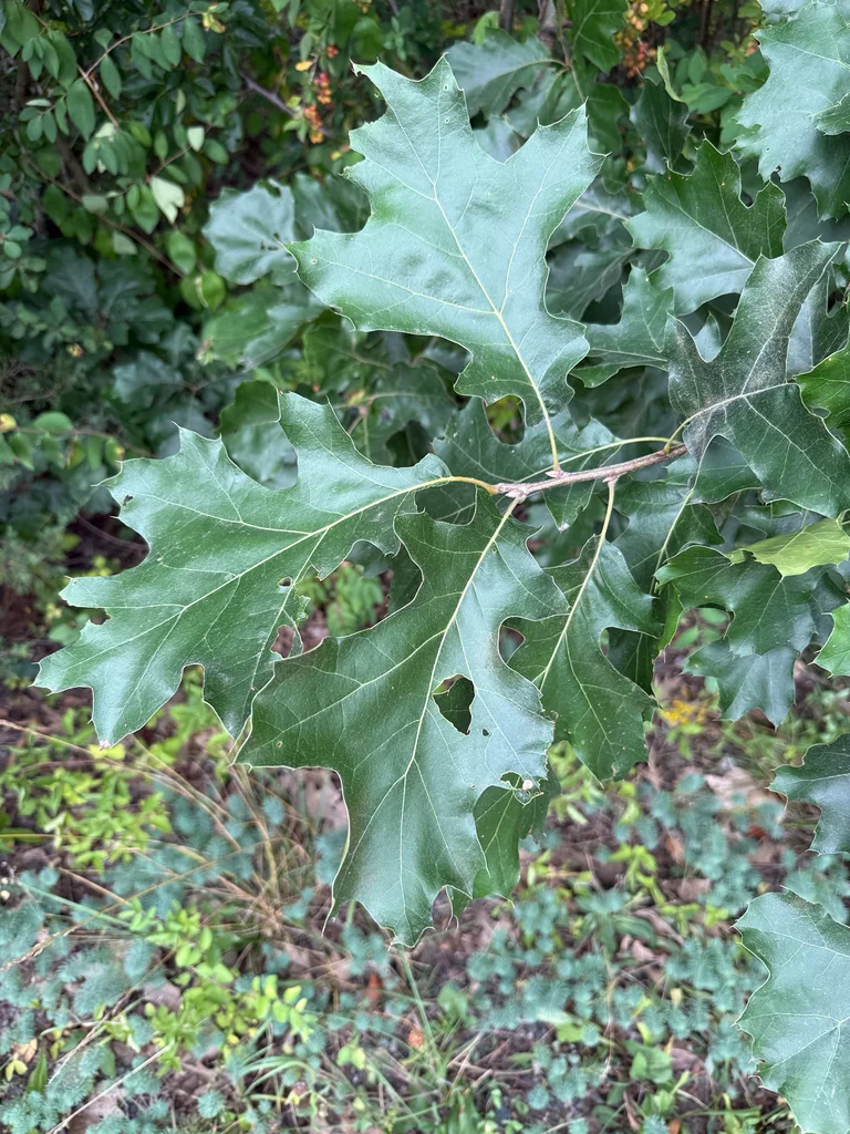 Quercus velutina