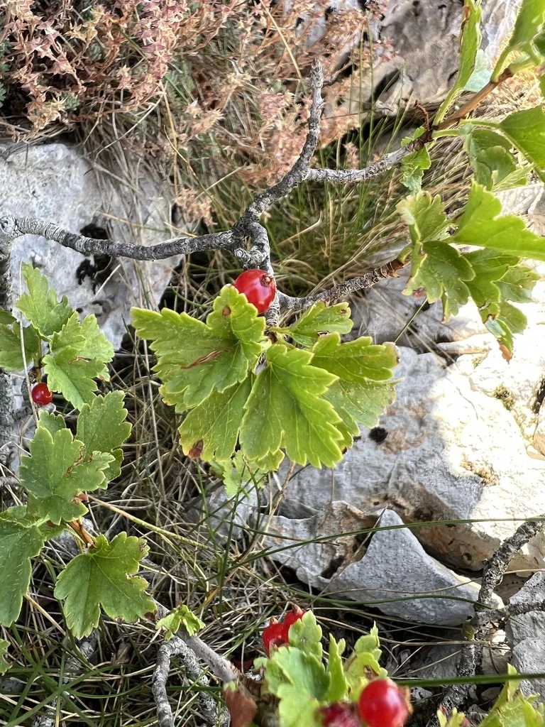 Ribes Alpinum