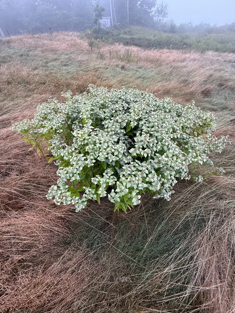 Pycnanthemum Muticum