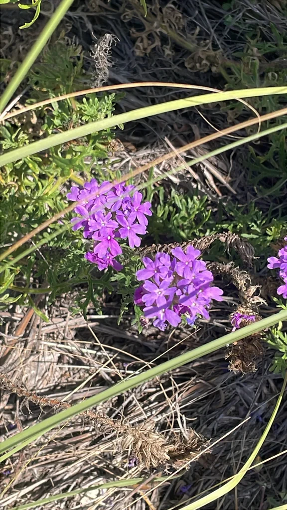 Glandularia Bipinnatifida