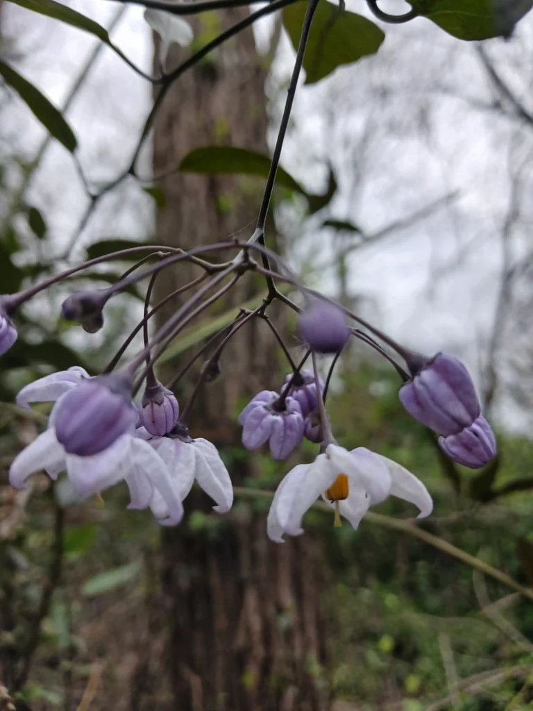 Solanum Laxum