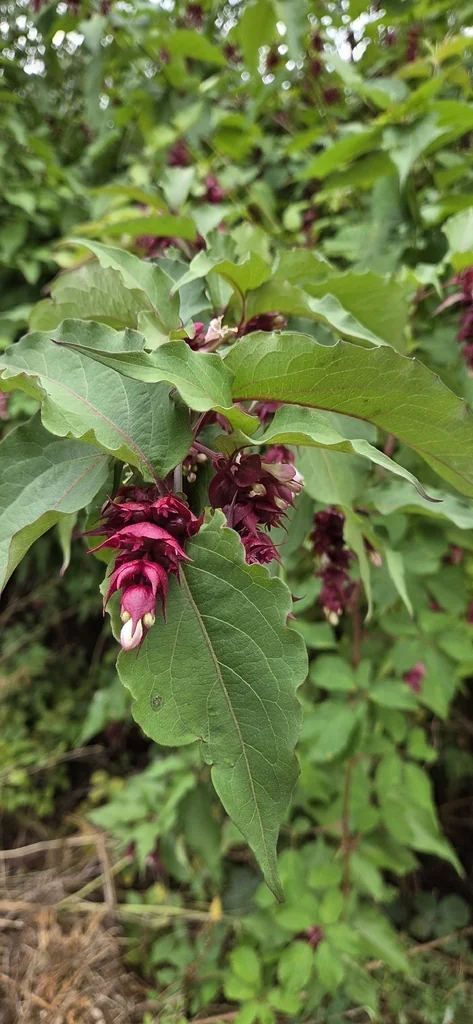 Leycesteria formosa