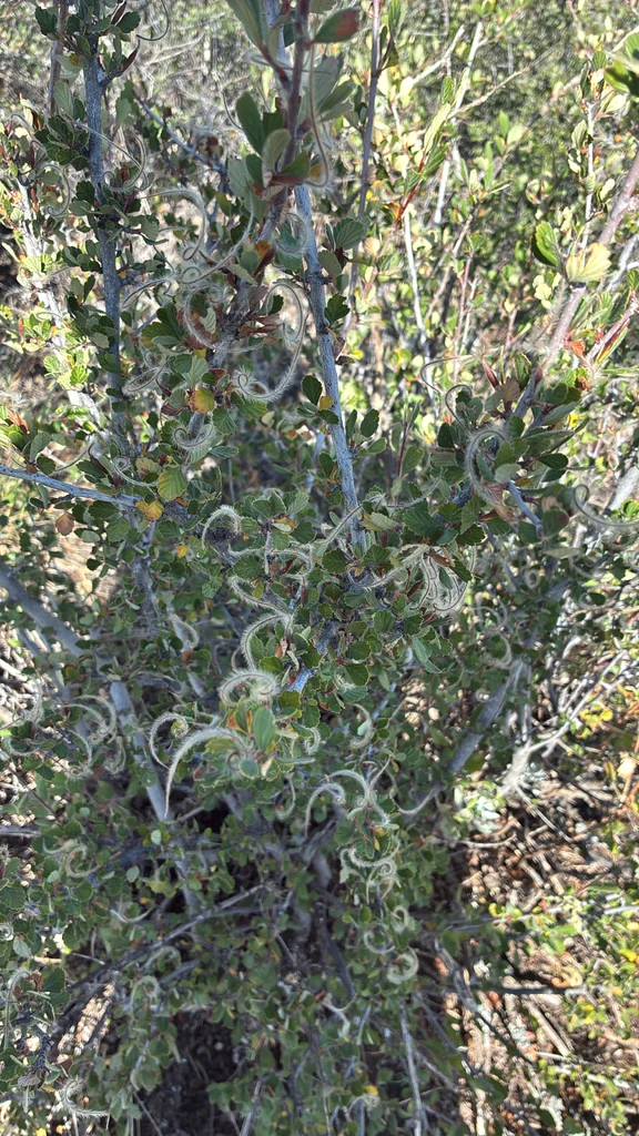 Cercocarpus Montanus