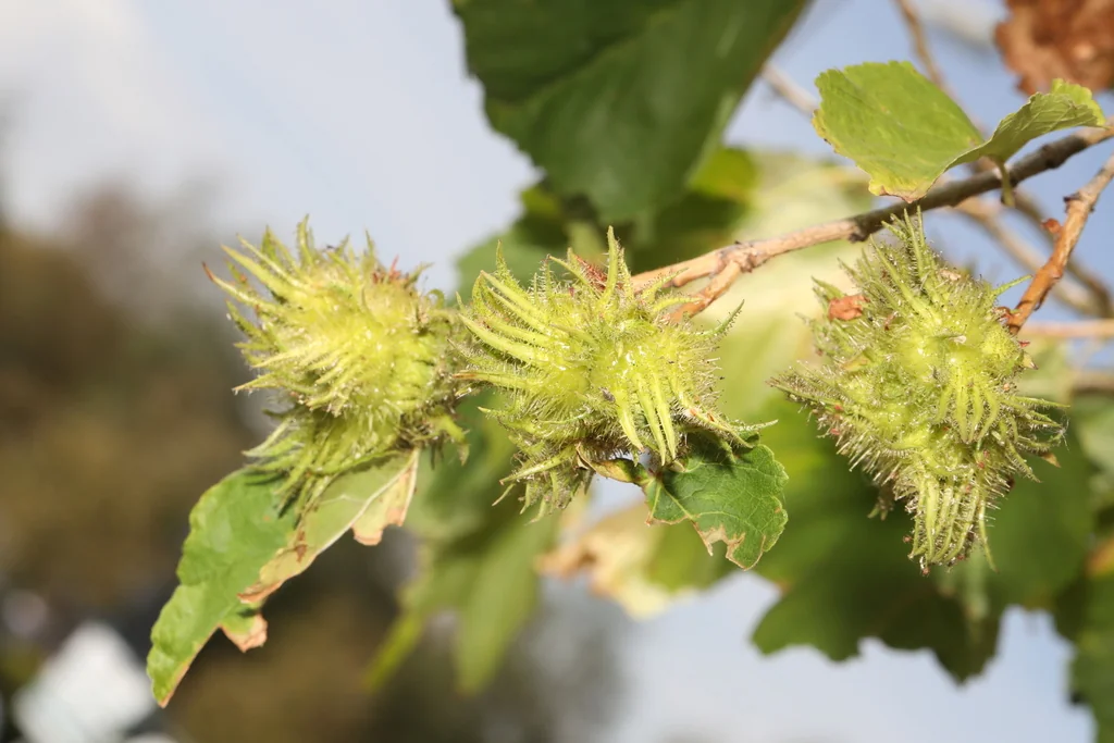 Corylus Colurna