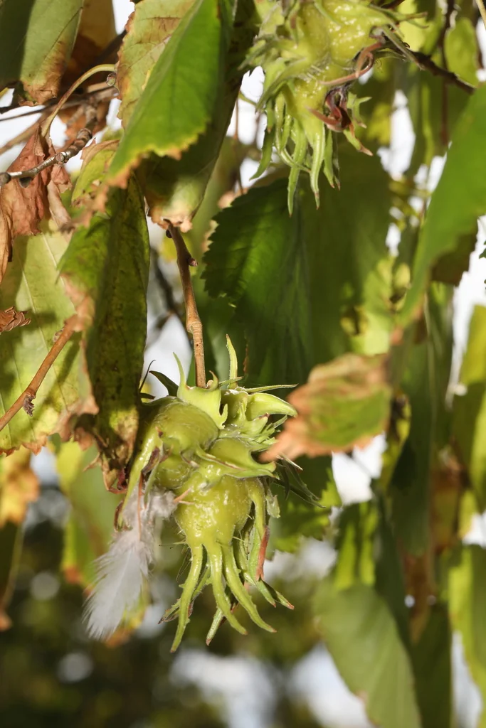 Corylus Colurna