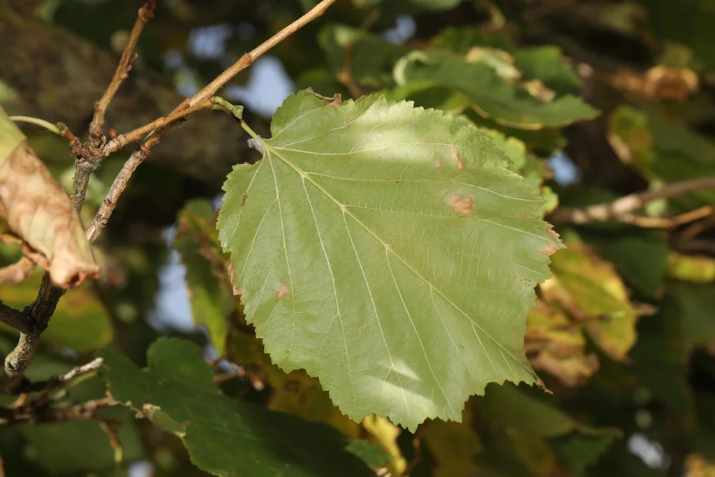 Corylus Colurna