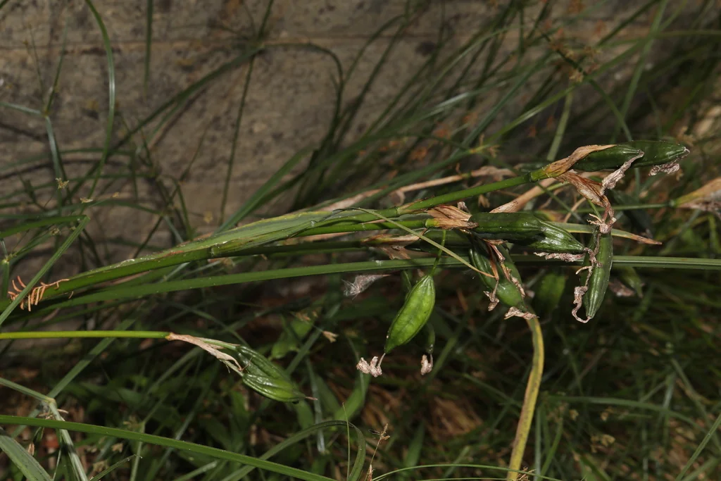 Iris Pseudacorus