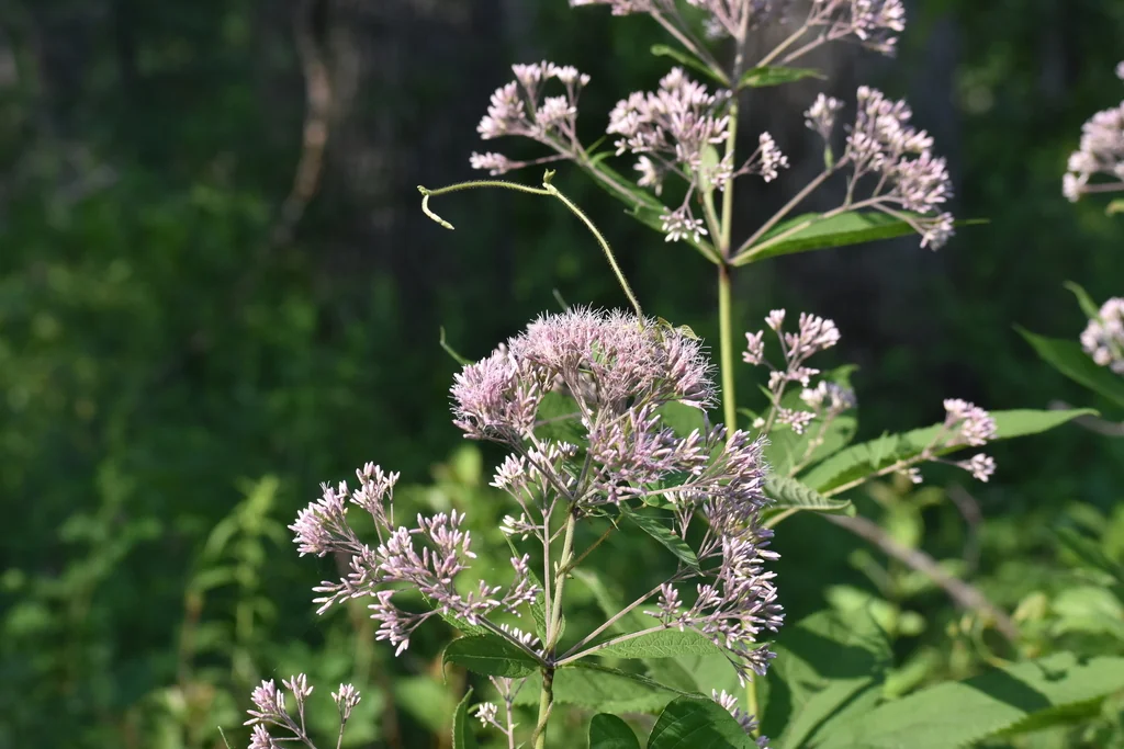 Eupatorium Purpureum