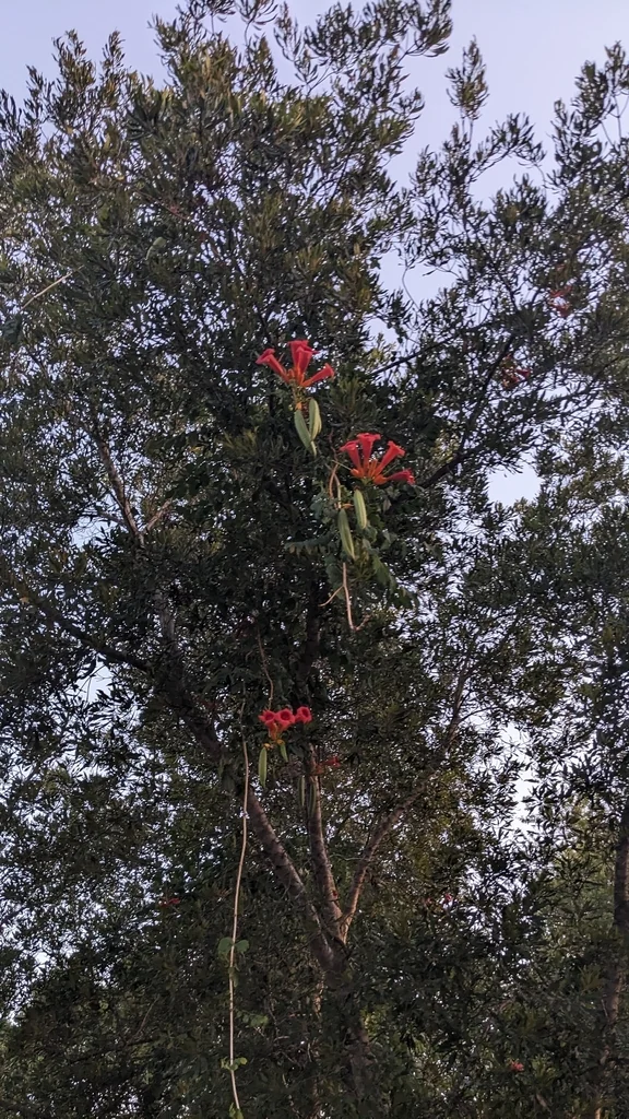 Campsis Radicans