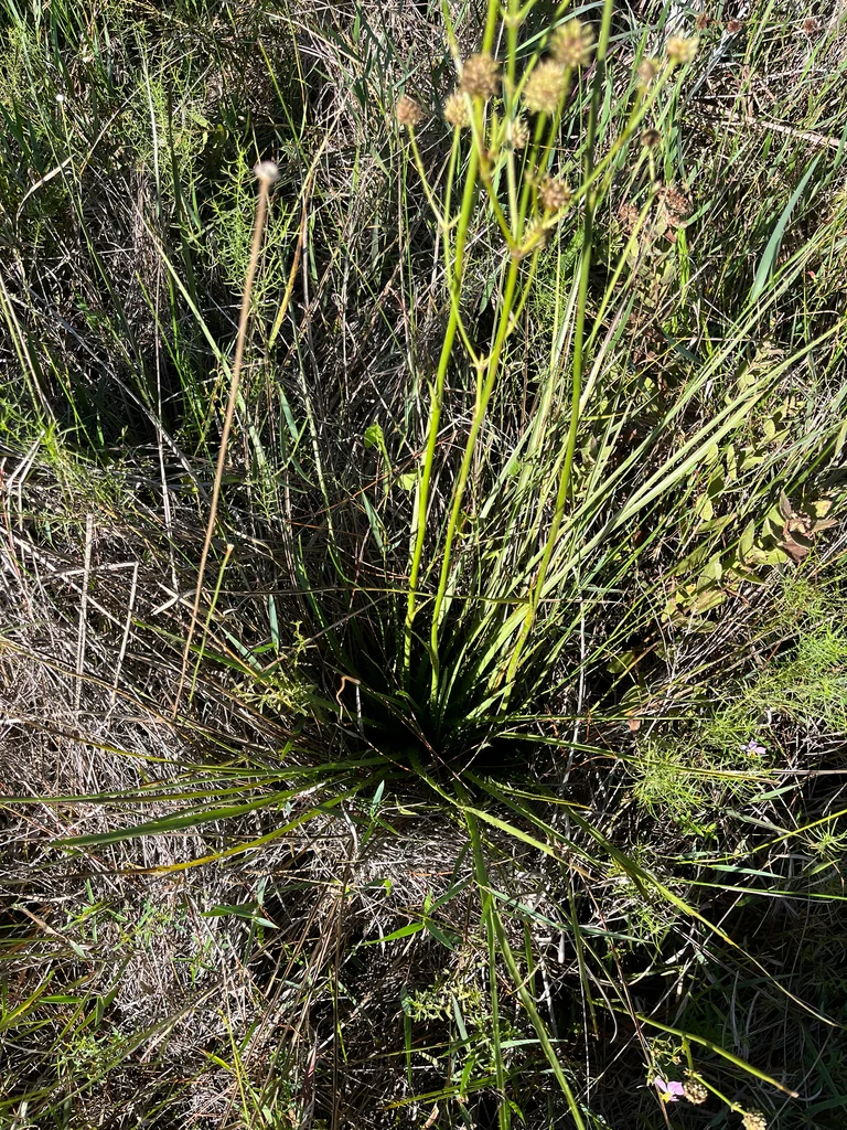 Eryngium Yuccifolium