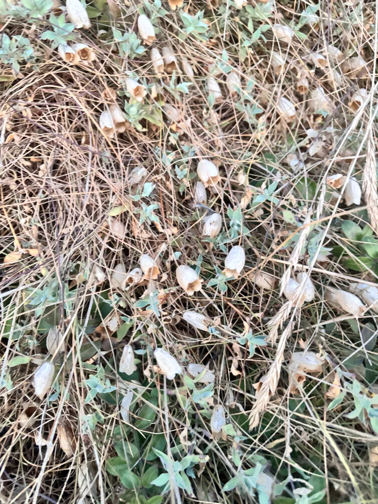 Silene Uniflora