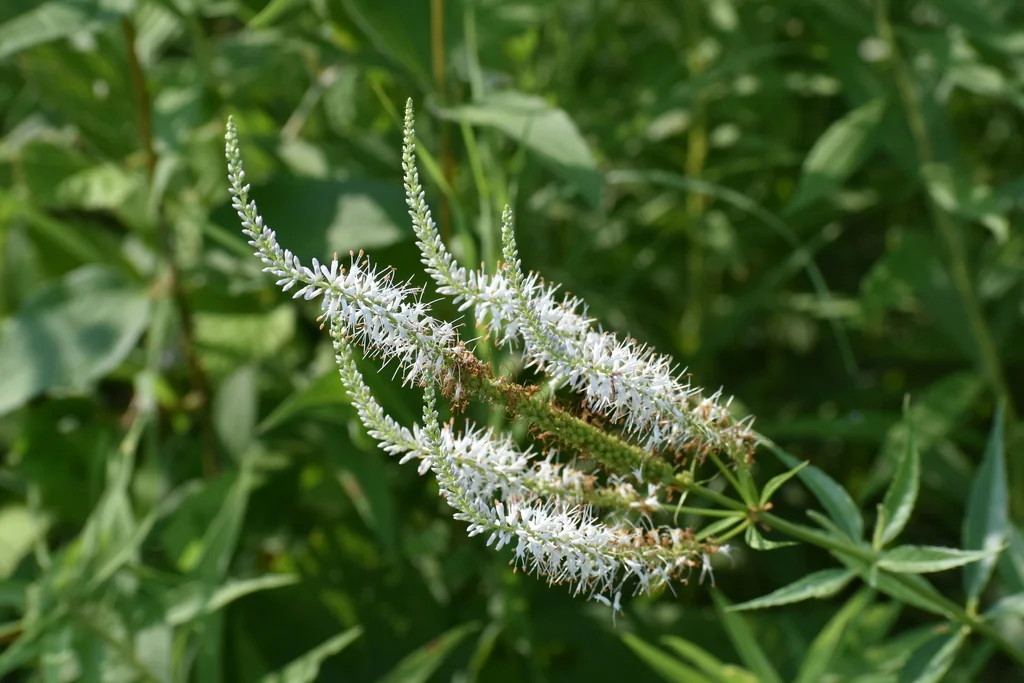 Veronicastrum Virginicum