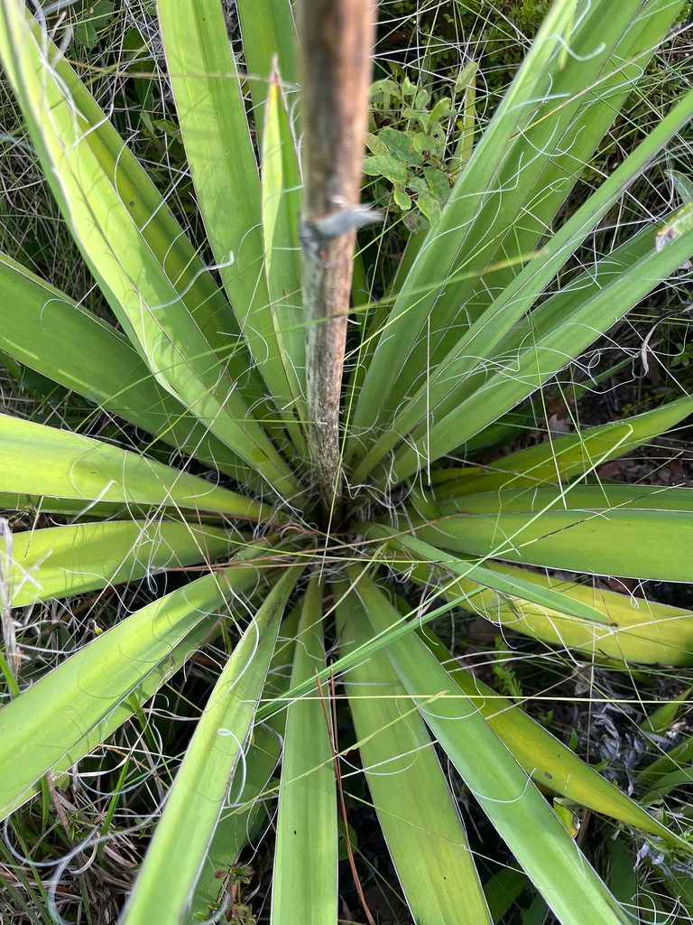 Yucca Filamentosa