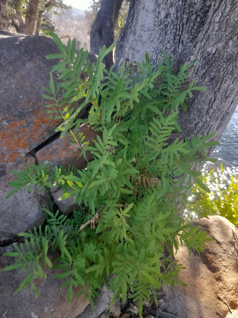 Osmunda Regalis