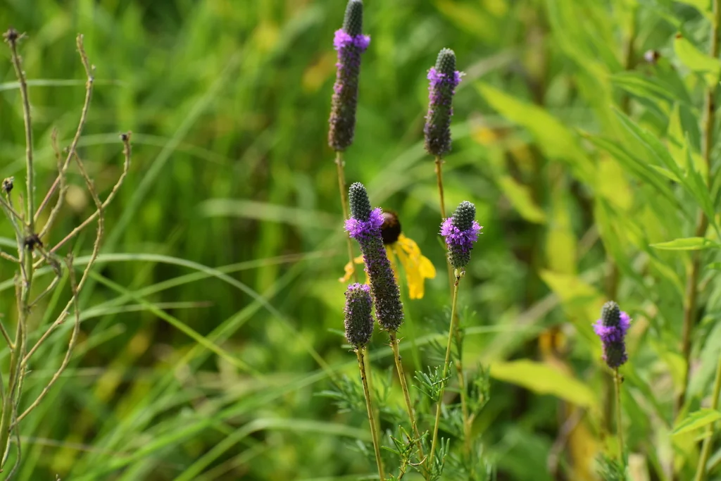 Dalea Purpurea