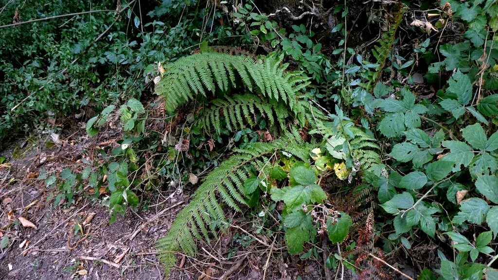 Polystichum Setiferum