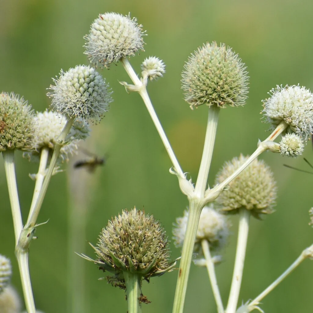 Eryngium Yuccifolium