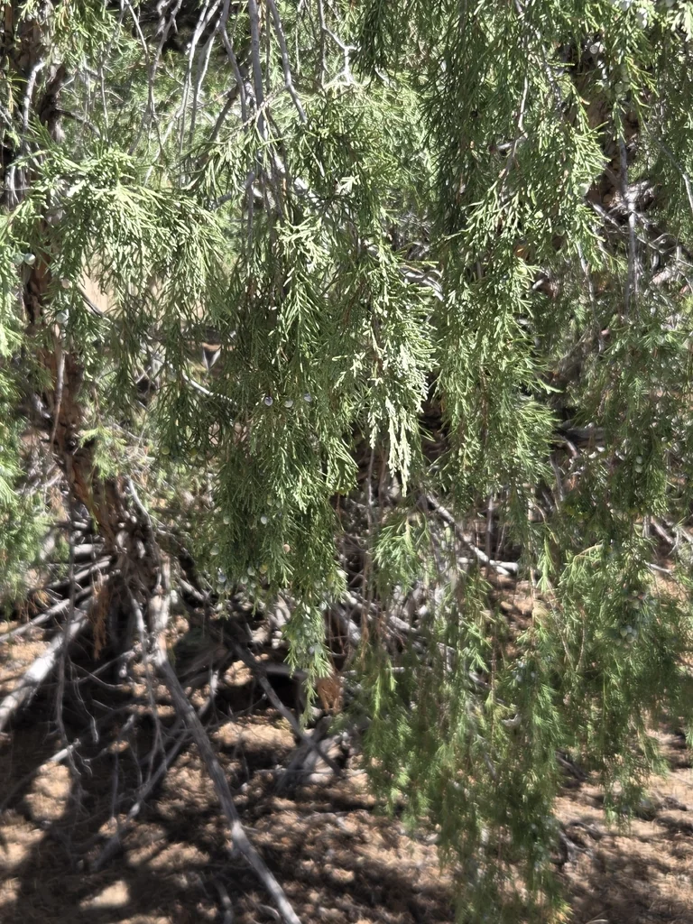Juniperus Scopulorum