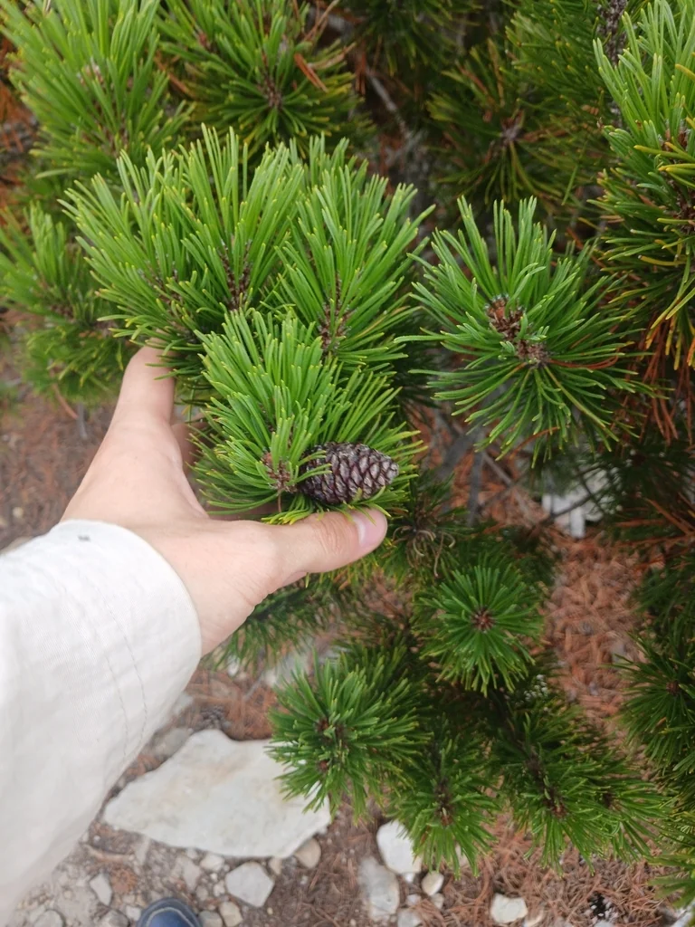 Pinus Mugo Mugo
