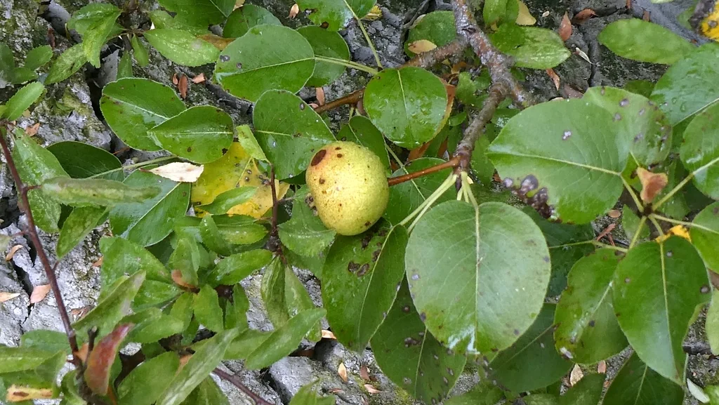 Pyrus Communis