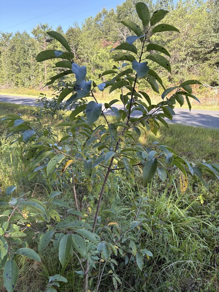 Diospyros Virginiana